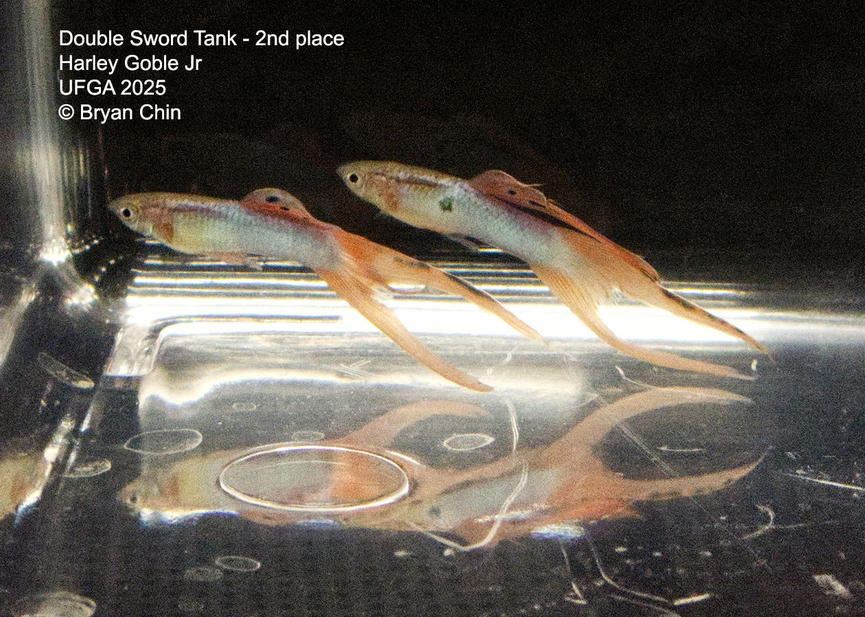 Guppy Double Swordtail